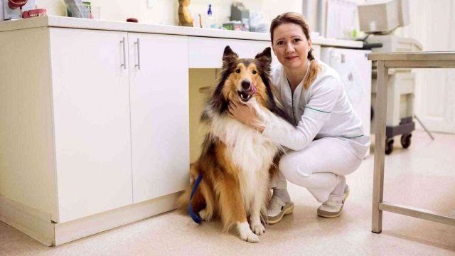 Pets and Pet Care